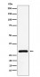 Anti-NEK6 Rabbit Monoclonal Antibody