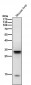 Anti-NEK6 Rabbit Monoclonal Antibody