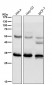 Anti-NEK6 Rabbit Monoclonal Antibody