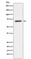 Anti-LTA4H Rabbit Monoclonal Antibody