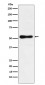 Anti-ROR beta Rabbit Monoclonal Antibody