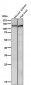 Anti-Mov10 Rabbit Monoclonal Antibody