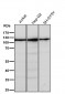 Anti-Mov10 Rabbit Monoclonal Antibody