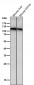 Anti-Mov10 Rabbit Monoclonal Antibody