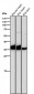 Anti-IGFBP1 Rabbit Monoclonal Antibody