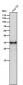 Anti-IGFBP1 Rabbit Monoclonal Antibody