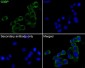 Anti-G3BP Rabbit Monoclonal Antibody