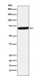 Anti-G3BP Rabbit Monoclonal Antibody