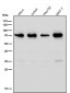 Anti-G3BP Rabbit Monoclonal Antibody