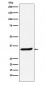 Anti-POLR2C Rabbit Monoclonal Antibody