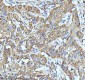 Anti-PAR2 Rabbit Monoclonal Antibody