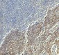 Anti-PAR2 Rabbit Monoclonal Antibody