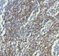 Anti-PAR2 Rabbit Monoclonal Antibody