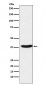 Anti-MT-ND1 Rabbit Monoclonal Antibody