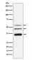 Anti-Legumain Rabbit Monoclonal Antibody