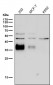 Anti-Legumain Rabbit Monoclonal Antibody