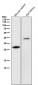 Anti-Legumain Rabbit Monoclonal Antibody