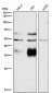 Anti-Legumain Rabbit Monoclonal Antibody