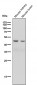 Anti-Legumain Rabbit Monoclonal Antibody