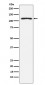 Anti-HLTF Rabbit Monoclonal Antibody