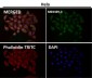 Anti-DLAT Rabbit Monoclonal Antibody