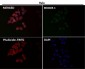 Anti-DLAT Rabbit Monoclonal Antibody