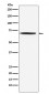 Anti-DLAT Rabbit Monoclonal Antibody