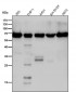 Anti-DLAT Rabbit Monoclonal Antibody