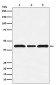 Anti-c-Maf Rabbit Monoclonal Antibody