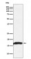 Anti-CRYAA Rabbit Monoclonal Antibody