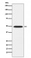 Anti-ATP1B1 Rabbit Monoclonal Antibody