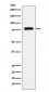 Anti-PAF1 Rabbit Monoclonal Antibody