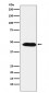 Anti-EBP1 / PA2G4 Rabbit Monoclonal Antibody