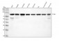 Anti-Phospho-NAK/TBK1 (S172) Rabbit Monoclonal Antibody