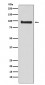 Anti-VAV3 Rabbit Monoclonal Antibody