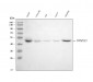 Anti-TMPRSS2 Rabbit Monoclonal Antibody
