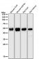 Anti-TMPRSS2 Rabbit Monoclonal Antibody