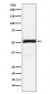 Anti-Granulin Rabbit Monoclonal Antibody