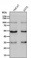 Anti-ACVR1B Rabbit Monoclonal Antibody