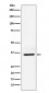 Anti-LDHB Rabbit Monoclonal Antibody