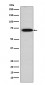 Anti-TRIM29 Rabbit Monoclonal Antibody