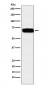 Anti-Poliovirus Receptor Rabbit Monoclonal Antibody