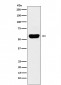 Anti-Salivary alpha amylase Rabbit Monoclonal Antibody