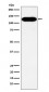 Anti-BCAR1 Rabbit Monoclonal Antibody