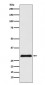 Anti-VPS24 Rabbit Monoclonal Antibody