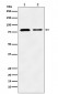 Anti-LIMPII Rabbit Monoclonal Antibody