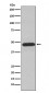 Anti-NCF1 Rabbit Monoclonal Antibody