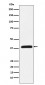 Anti-CRKL Rabbit Monoclonal Antibody