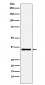 Anti-DCR2 Rabbit Monoclonal Antibody