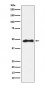 Anti-AP2 alpha Rabbit Monoclonal Antibody